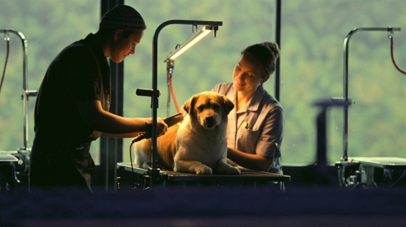 تنظيف وتجميل الحيوانات الأليفة