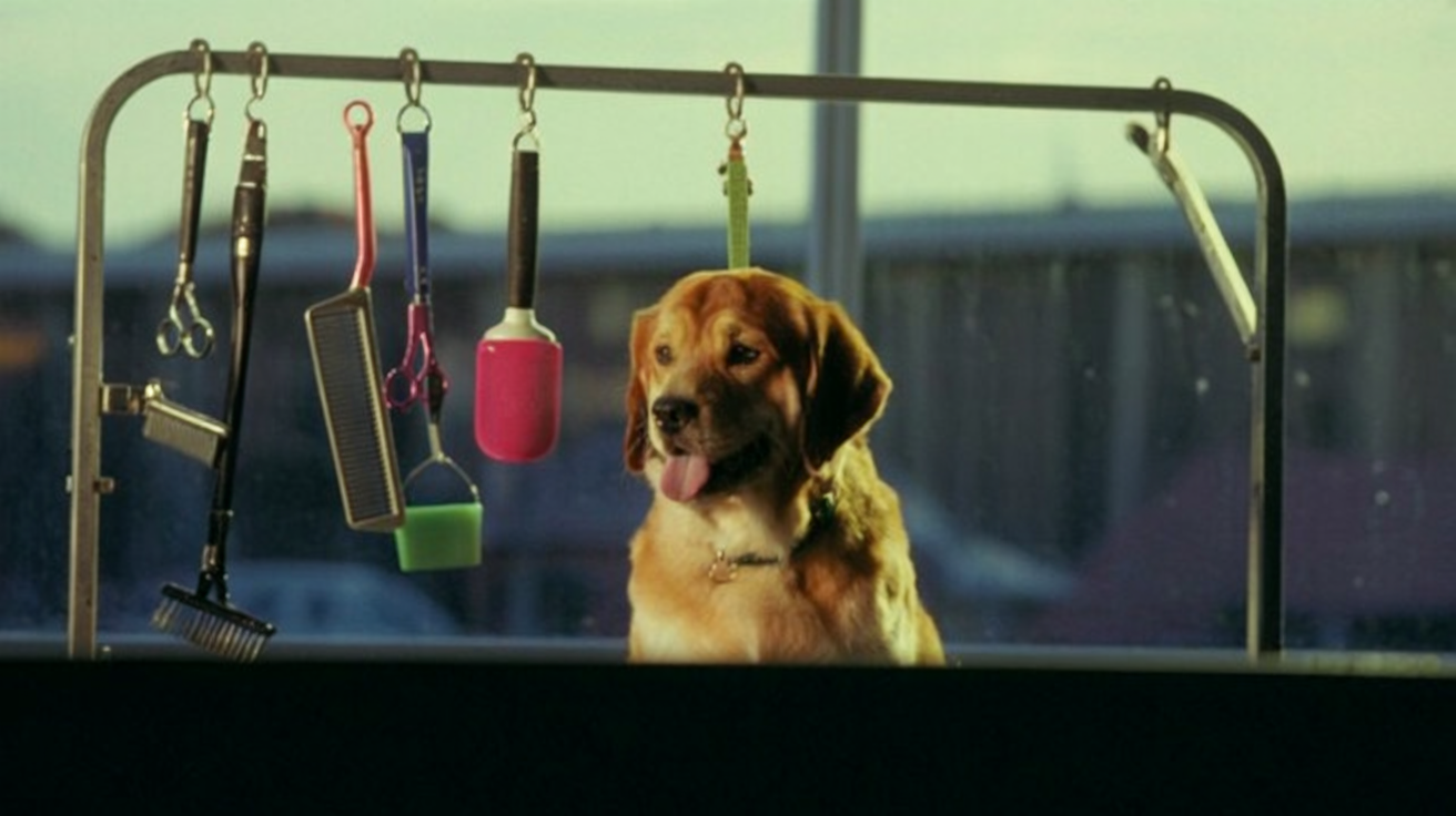 رعاية صحية للحيوانات الأليفة